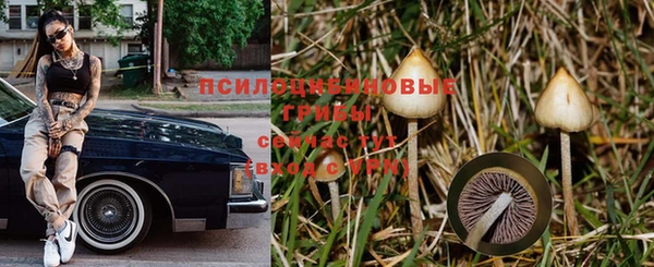 крисы Касимов